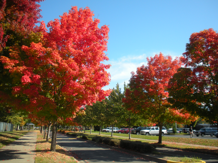 Grants Pass Fall Colors